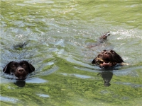 puppies_boris_dunya7