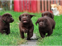 puppies_sappymargo_boys1