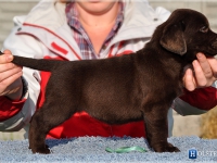 puppies_sappymargo_girl1