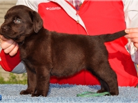 puppies_sappymargo_girl1_1