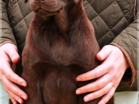 puppies_sappymargo_okt