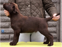 puppies_sappymargo_okt4