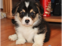 puppies_simon_zlatka_tricolor
