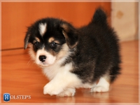 puppies_simon_zlatka_tricolor1