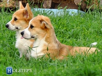 puppies_ponka_sulo7