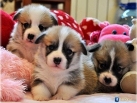 puppies_ponka_simon_group