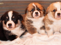 puppies_ponka_simon_group1