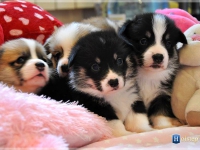 puppies_ponka_simon_group2