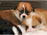 puppies_ponka_simon_group4