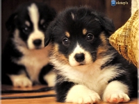 puppies_ponka_simon_male2