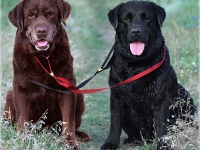 waterdogs