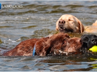 waterdogs4