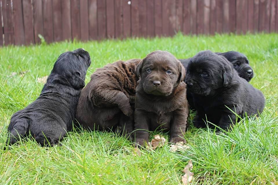 Puppies labrador