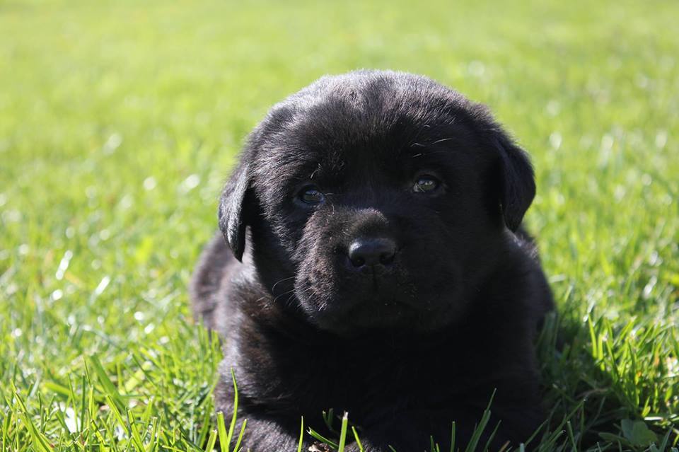 Puppies labrador 1