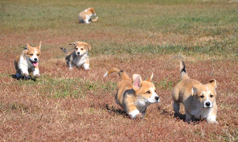 Holsteps corgi 4