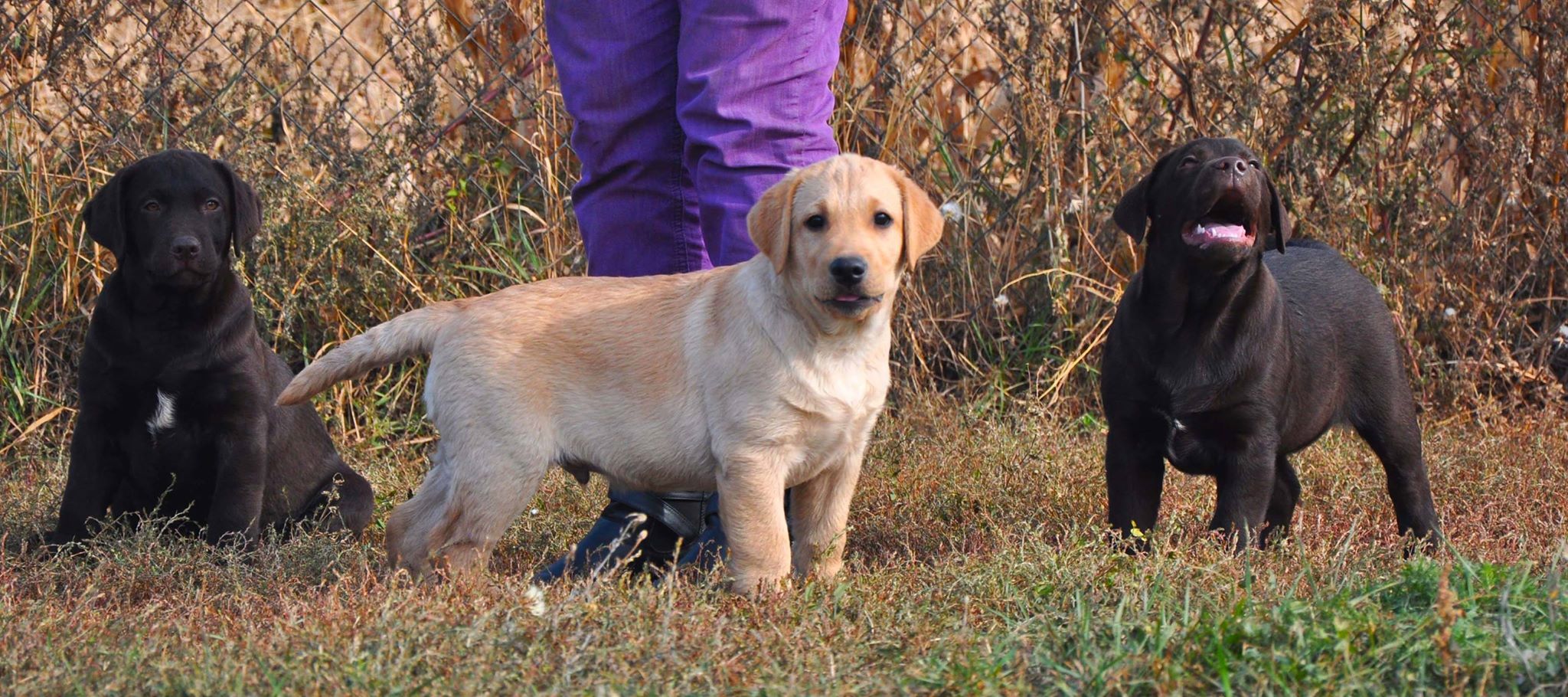 puppies labrador1